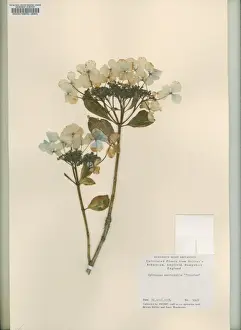 Hydrangea Macrophylla Prints: Hydrangea macrophylla Tricolor, bigleaf hydrangea