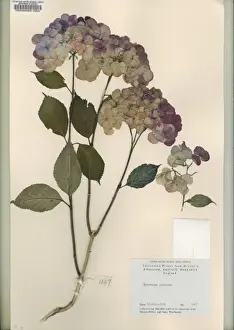 Hydrangeaceae Family Prints: Hydrangea preziosa