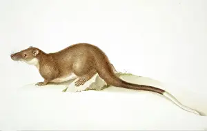 Prints of Plate 1 from a collection of 49 original watercolour drawings of animals by Ferdinand Lucas Bauer (1760-1826), from the H.M.S. Investigator expedition to Australia, 1801-1803 Related Prints: Water Rat Print, Ferdinand Lucas Bauer, 1801-1803