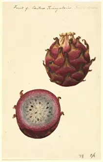 Botanical Drawings China Prints: Hylocereus triangularis, pitahaya fruit