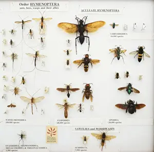 Formicidae Species Prints: Hymenoptera specimens