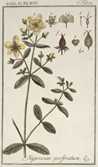 Angiosperm Plant Images Prints: Hypericum perforatum, St. Johns wort
