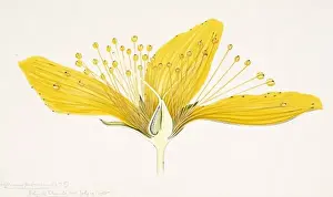 Arthur Harry Church Artwork Prints: Hypericum perforatum, St. Johnswort