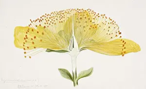 Arthur Harry Church Artwork Prints: Hypericum sp. St. Johnswort