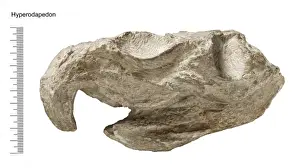 Diapsid Reptiles Prints: Hyperodapedon