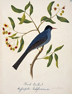 Hypsipetes leucocephalus, black bulbul Hypsipetes leucocephalus, black bulbul