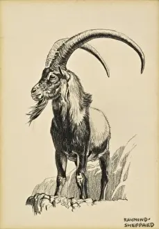 Raymond Sheppard Artwork Prints: An Ibex Ram