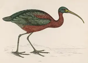 Ibis Bird Prints: An Ibis / Morris