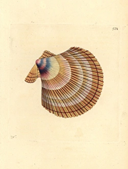 Icelandic scallop, Chlamys islandica Icelandic scallop, Chlamys islandica
