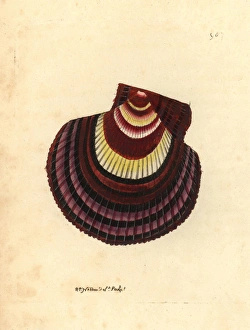 Icelandic scallop variety, Chlamys islandica var Icelandic scallop variety, Chlamys islandica var