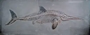 Jurassic Period Marine Life Prints: Ichthyosaurus acutirostris