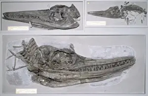 Marine Reptiles Prints: Ichthyosaurus communis