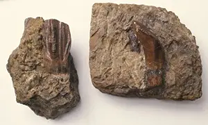 Bipedal Dinosaur Species Prints: Iguanodon teeth