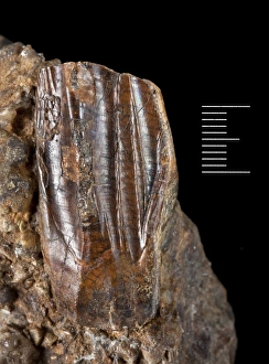 Iguanodon tooth Iguanodon tooth
