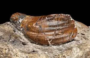 Original Iguanodon Tooth Print, 1825