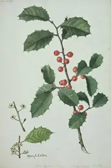 Ilex sp Illustration of Holly Print (1873-1961)