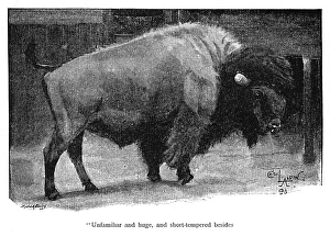 Illustration, American bison in a zoo Illustration, American bison in a zoo
