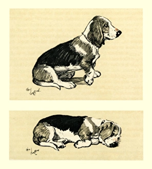 Illustration by Cecil Aldin, a basset hound Illustration by Cecil Aldin, a basset hound