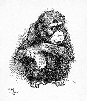 Illustration by Cecil Aldin, The Chimpanzee Illustration by Cecil Aldin, The Chimpanzee