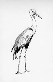Illustration by Cecil Aldin, The Crane Illustration by Cecil Aldin, The Crane