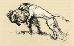Illustration by Cecil Aldin, a dog who attacked goats Illustration by Cecil Aldin, a dog who attacked goats