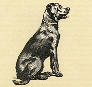 Illustration by Cecil Aldin, a dog who stole eggs Illustration by Cecil Aldin, a dog who stole eggs