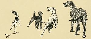 Illustration by Cecil Aldin, dogs eager for a walk Illustration by Cecil Aldin, dogs eager for a walk