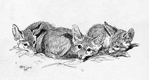 Illustration by Cecil Aldin, Fennec Foxes Illustration by Cecil Aldin, Fennec Foxes