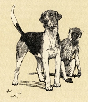 Illustration by Cecil Aldin, foxhound and monkey Illustration by Cecil Aldin, foxhound and monkey