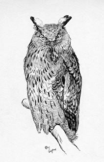 Illustration by Cecil Aldin, The Great Eagle Owl Illustration by Cecil Aldin, The Great Eagle Owl