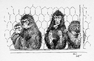 Illustration by Cecil Aldin, The Monkey House Illustration by Cecil Aldin, The Monkey House