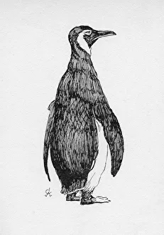Illustration by Cecil Aldin, The Penguin Illustration by Cecil Aldin, The Penguin