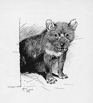 Illustration by Cecil Aldin, The Tasmanian Devil Illustration by Cecil Aldin, The Tasmanian Devil