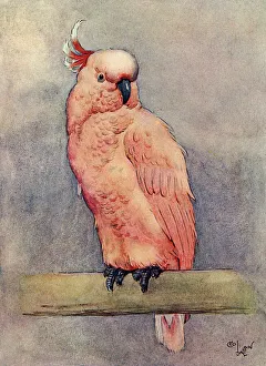 Illustration, Clicko the pink cockatoo Illustration, Clicko the pink cockatoo