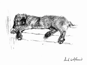 Illustration of an Irish Wolfhound by Cecil Aldin Illustration of an Irish Wolfhound by Cecil Aldin
