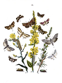 Illustration, Orthosiidae -- Cleophanidae -- Cucullidae etc Illustration, Orthosiidae -- Cleophanidae -- Cucullidae etc