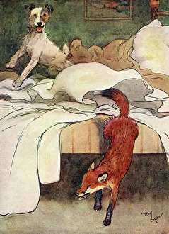 Illustration, Peter, the fox terrier, discovers a fox Illustration, Peter, the fox terrier, discovers a fox