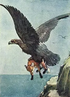 Large Bird Of Prey Prints: Illustration, White-Ear and a large eagle