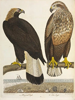 Immature Golden Eagle and Bald Eagle Immature Golden Eagle and Bald Eagle