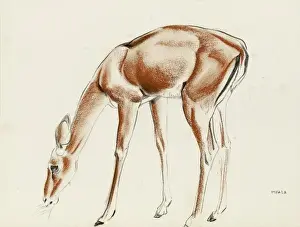 Raymond Sheppard Artwork Prints: An Impala