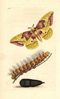 Imperial moth, Eacles imperialis, with caterpillar and pupa Imperial moth, Eacles imperialis, with caterpillar and pupa