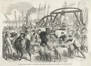 London Docks History Prints: Imported Cattle at Docks