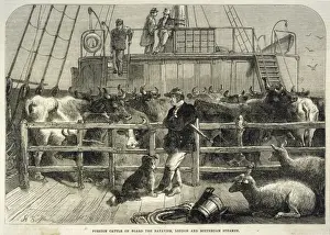 Importing Cattle Print 1865 Steamship Scene