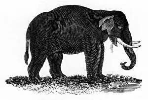 Indian Elephant Woodcut Print, circa 1800
