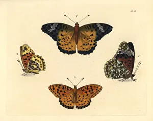 Indian fritillary butterfly, Argynnis hyperbius Indian fritillary butterfly, Argynnis hyperbius