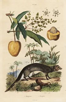 Indian grey mongoose and mango fruit Indian grey mongoose and mango fruit