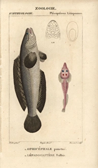 Indian murrel, Channa punctata, and clingfish Indian murrel, Channa punctata, and clingfish