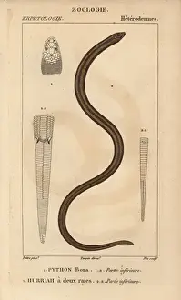 Jussieu Dictionnaire Des Sciences Naturelles Prints: Indian python, Python molurus, and New Guinea