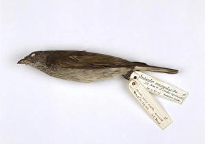 Indicator variegatus, scaly-throated honeyguide Indicator variegatus, scaly-throated honeyguide