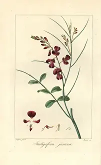 Botanical Illustration Artists Prints: Indigofera juncea